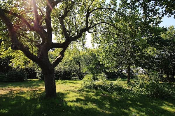 Alter Obstbaum